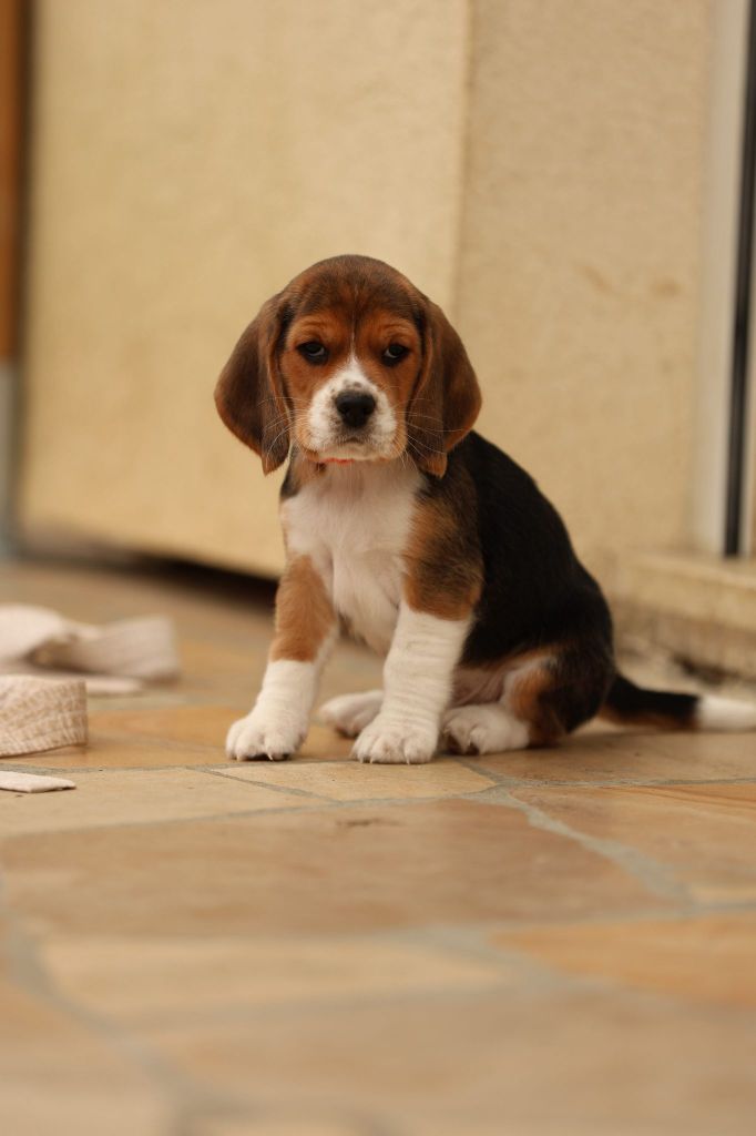 du domaine d'Amandine - Chiots disponibles - Beagle