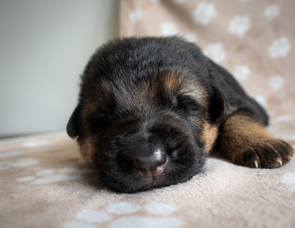 du domaine d'Amandine - Chiots disponibles - Berger Allemand