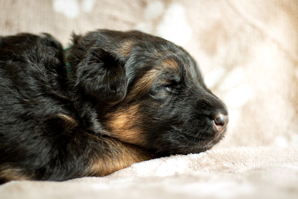 du domaine d'Amandine - Chiots disponibles - Berger Allemand