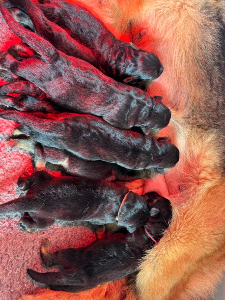 Chiot Berger Allemand du domaine d'Amandine