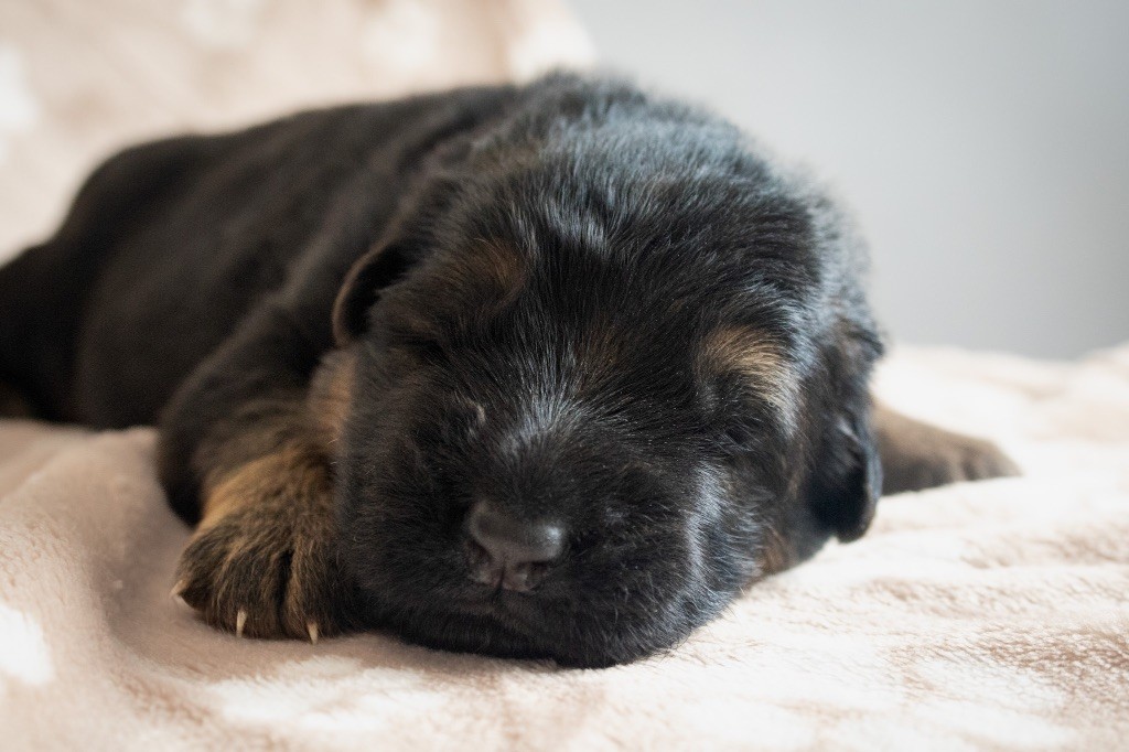 du domaine d'Amandine - Chiots disponibles - Berger Allemand