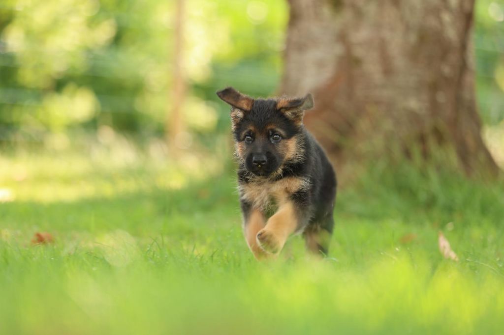 du domaine d'Amandine - Chiots disponibles - Berger Allemand