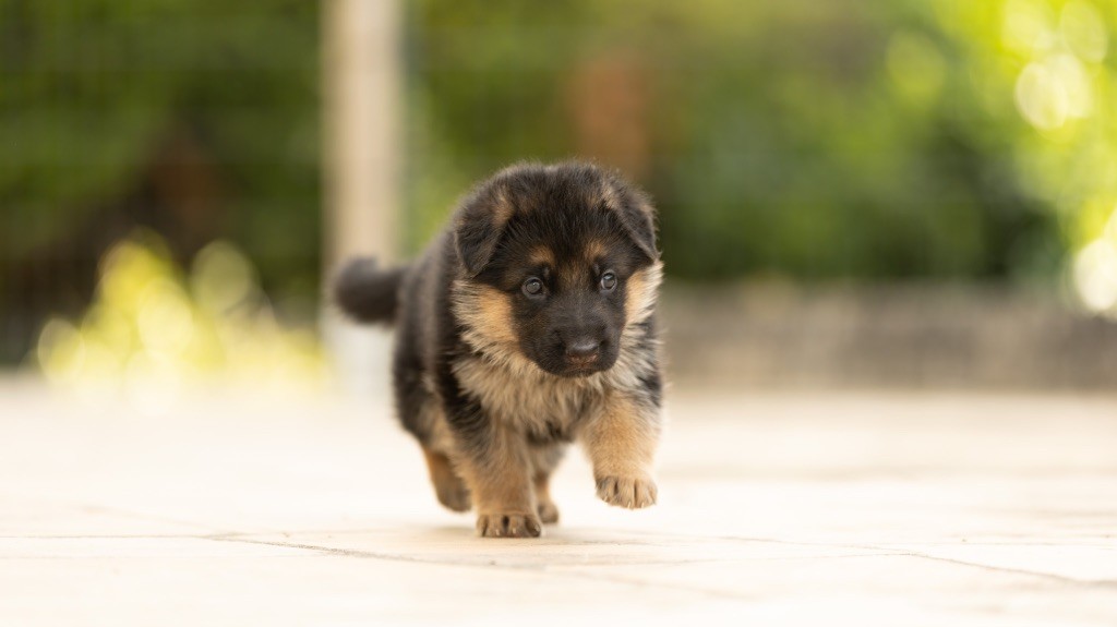 du domaine d'Amandine - Chiots disponibles - Berger Allemand