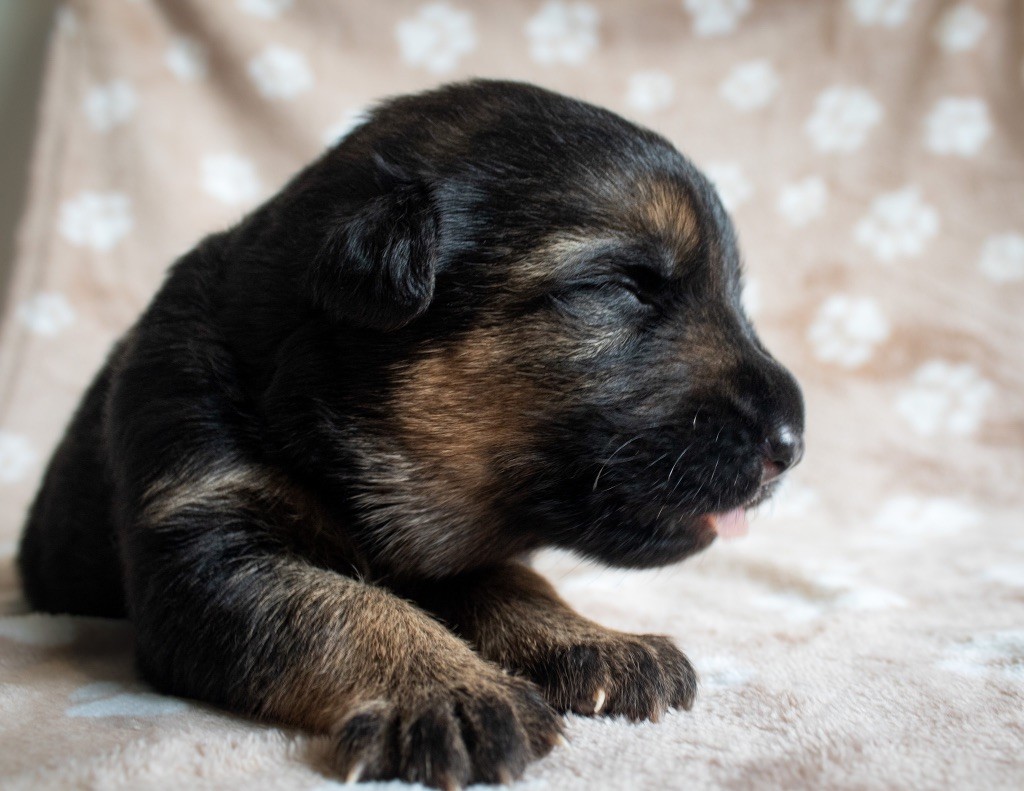 du domaine d'Amandine - Chiots disponibles - Berger Allemand